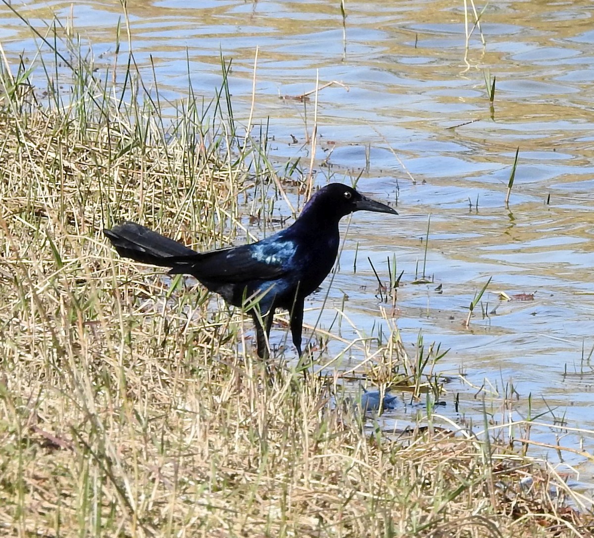 Boat-tailed Grackle - ML87269231