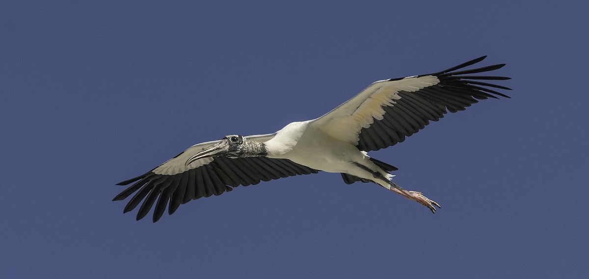 Wood Stork - Ian Routley