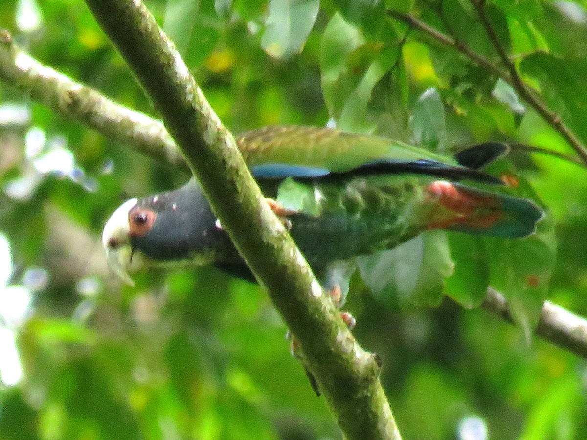 White-crowned Parrot - ML87269551