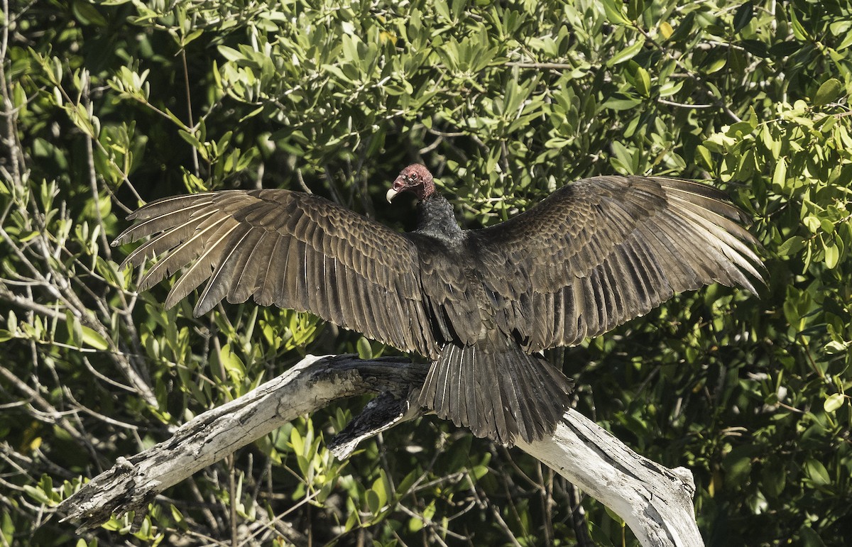 Turkey Vulture - ML87270491