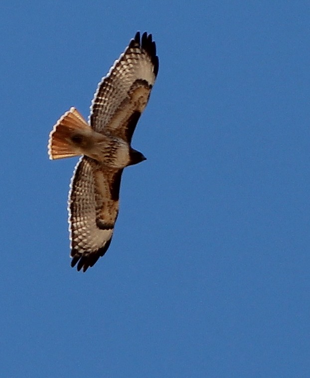 Red-tailed Hawk - ML87270931