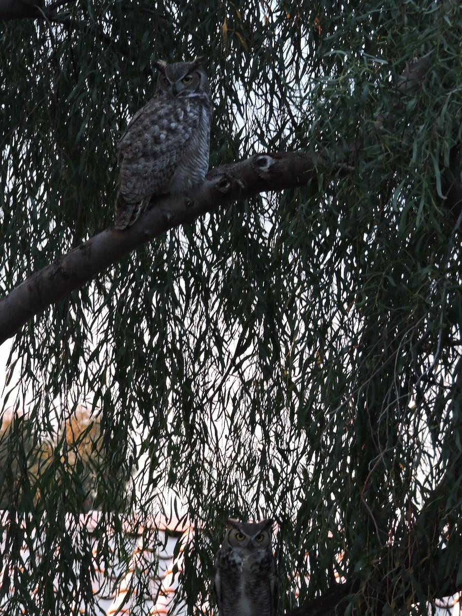 Great Horned Owl - ML87272421