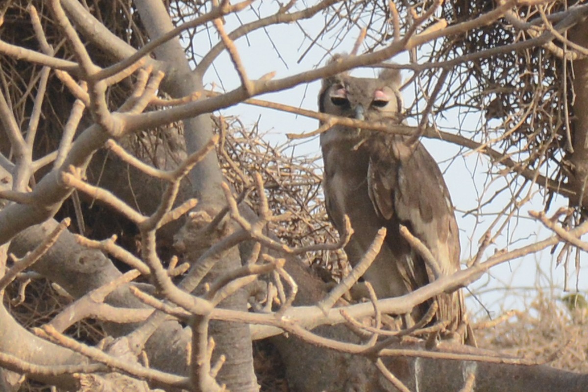 Verreaux's Eagle-Owl - ML87273411