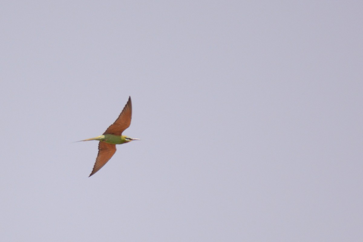 Blue-cheeked Bee-eater - ML87273451