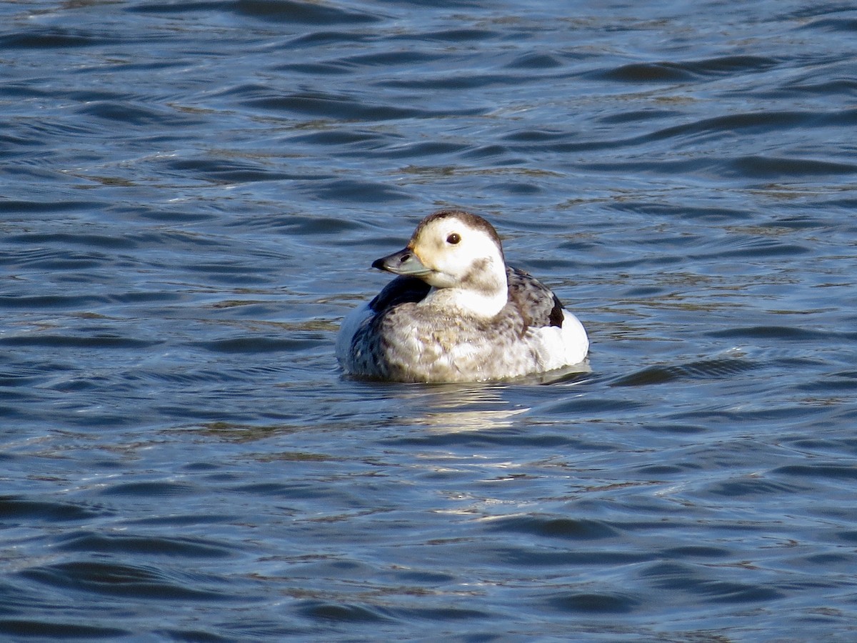 Long-tailed Duck - Holly Cox
