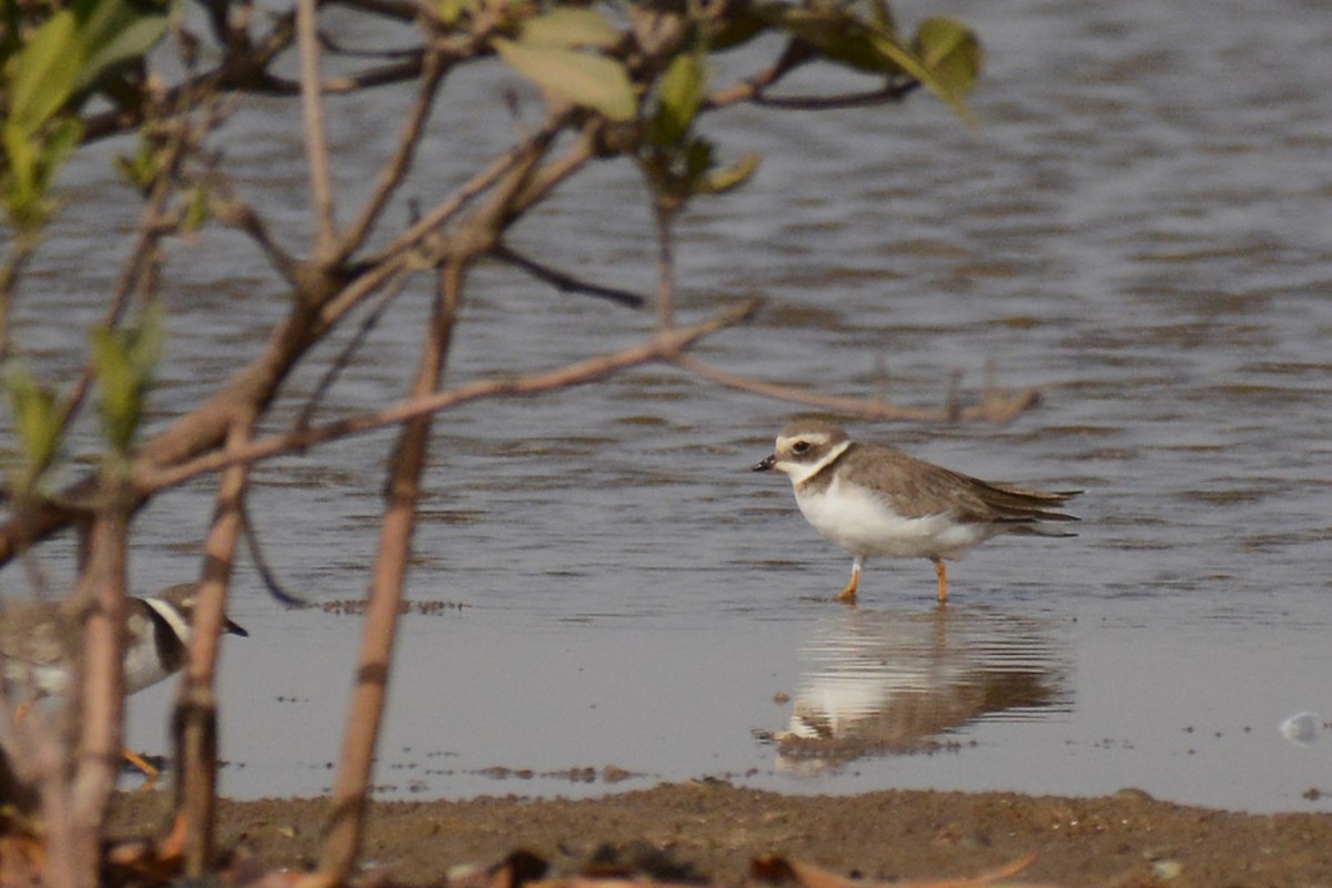 Common Ringed Plover - ML87273661