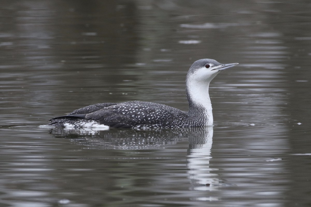 Red-throated Loon - Peter Schoenberger
