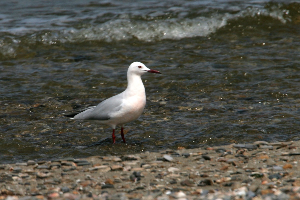 Slender-billed Gull - Jacques Vanheuverswyn