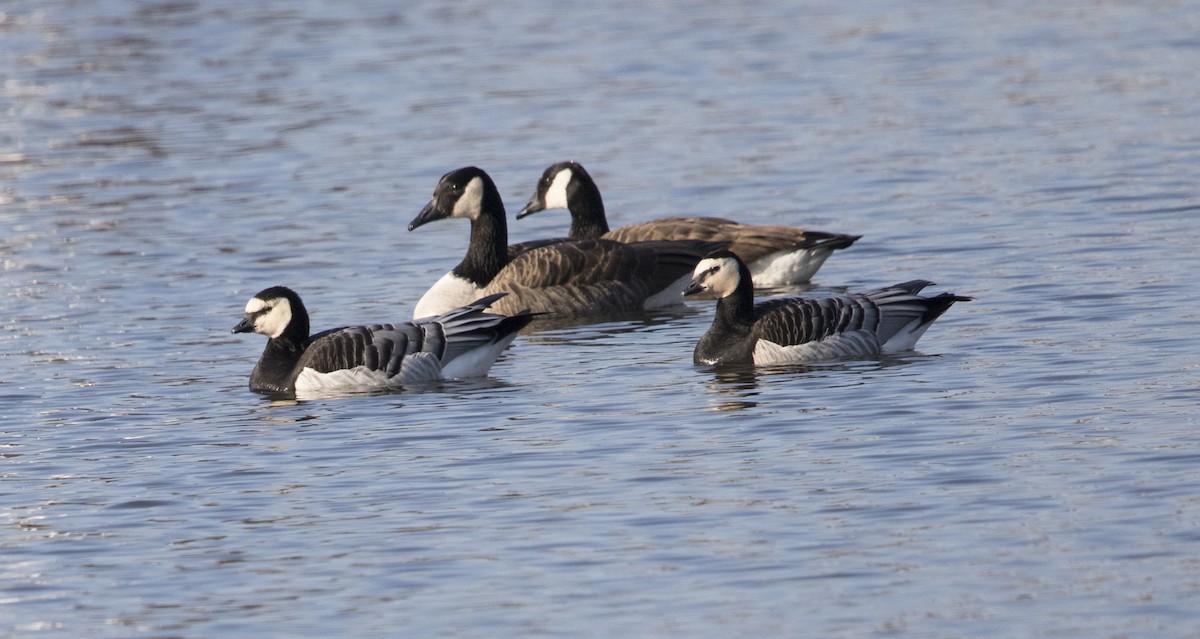 Barnacle Goose - Joan Parry