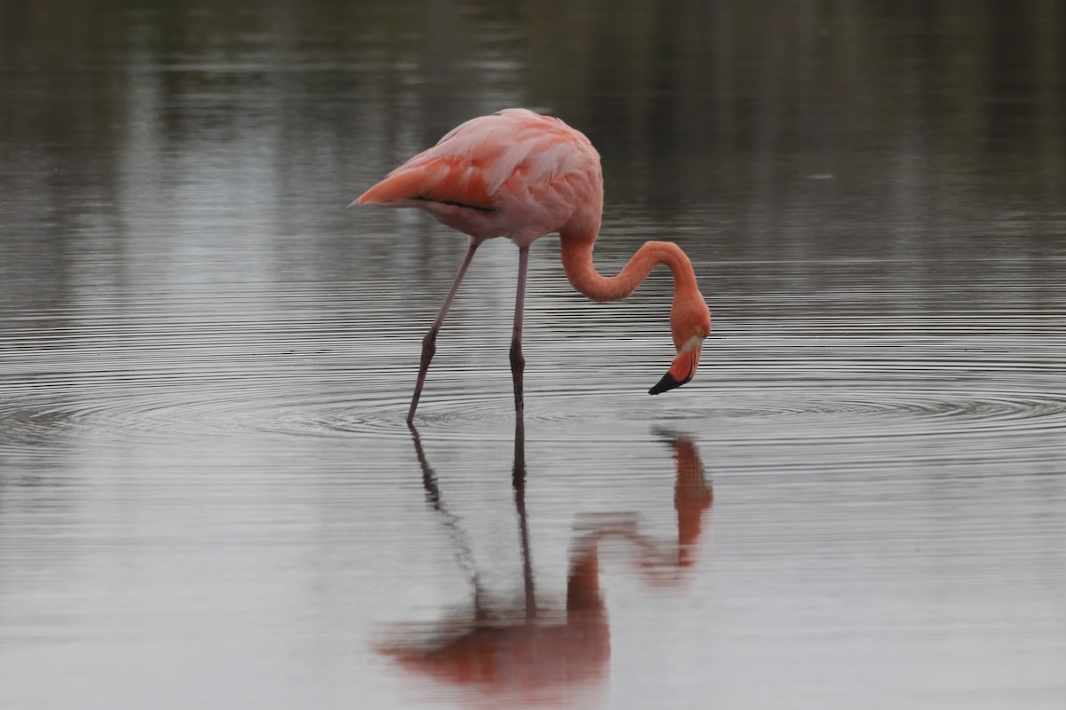 American Flamingo - ML87278321