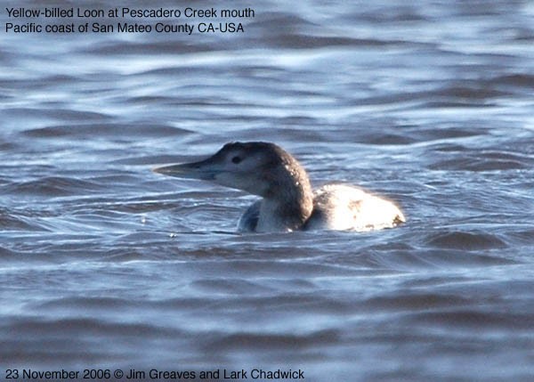 Yellow-billed Loon - Jim Greaves