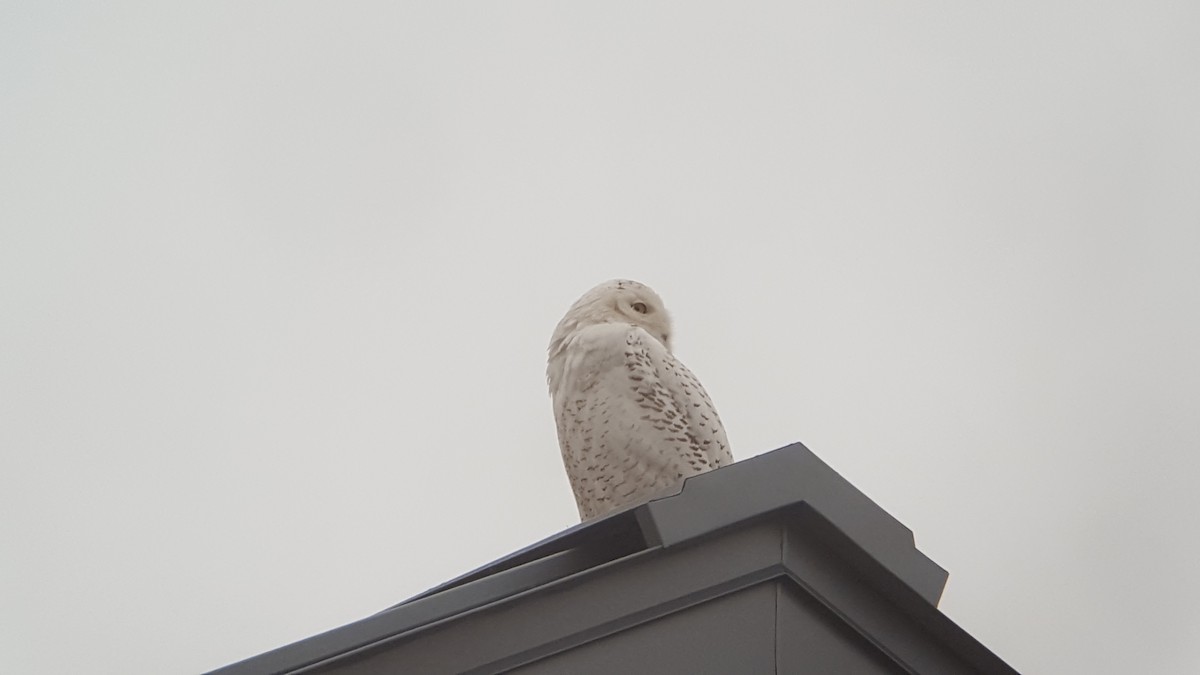 Snowy Owl - ML87280121