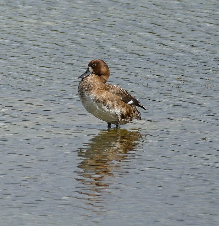 Greater Scaup - ML87282211