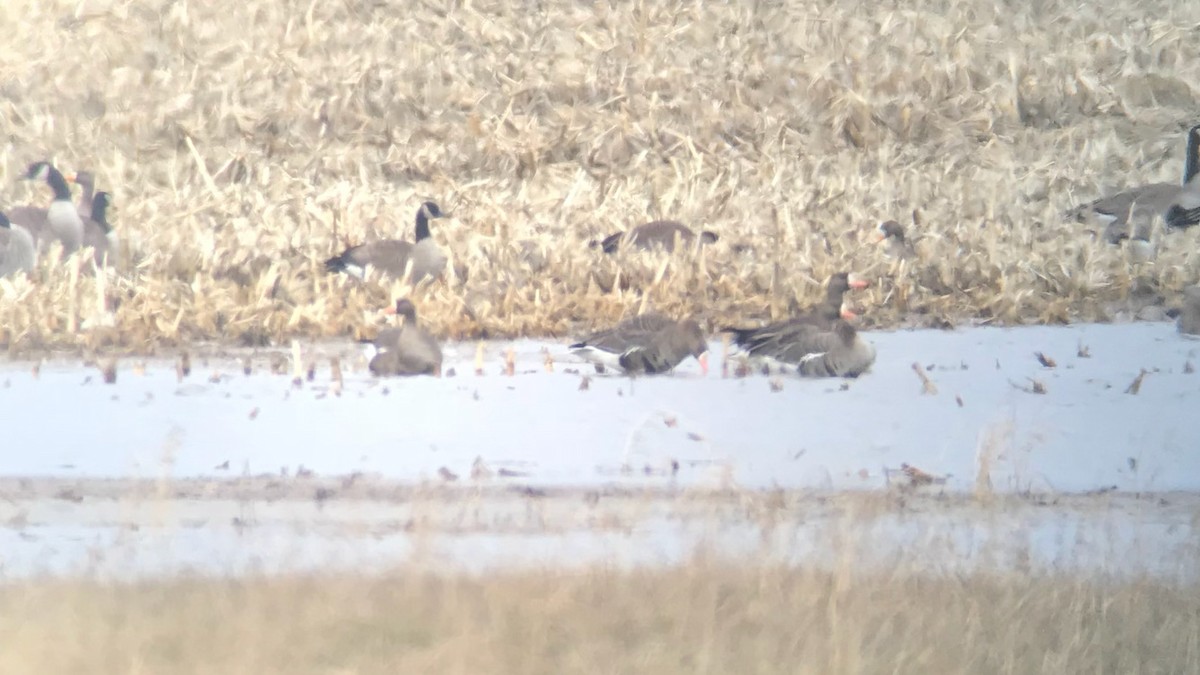 Greater White-fronted Goose - ML87282641