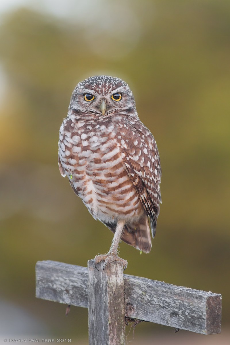 Burrowing Owl (Florida) - ML87289081