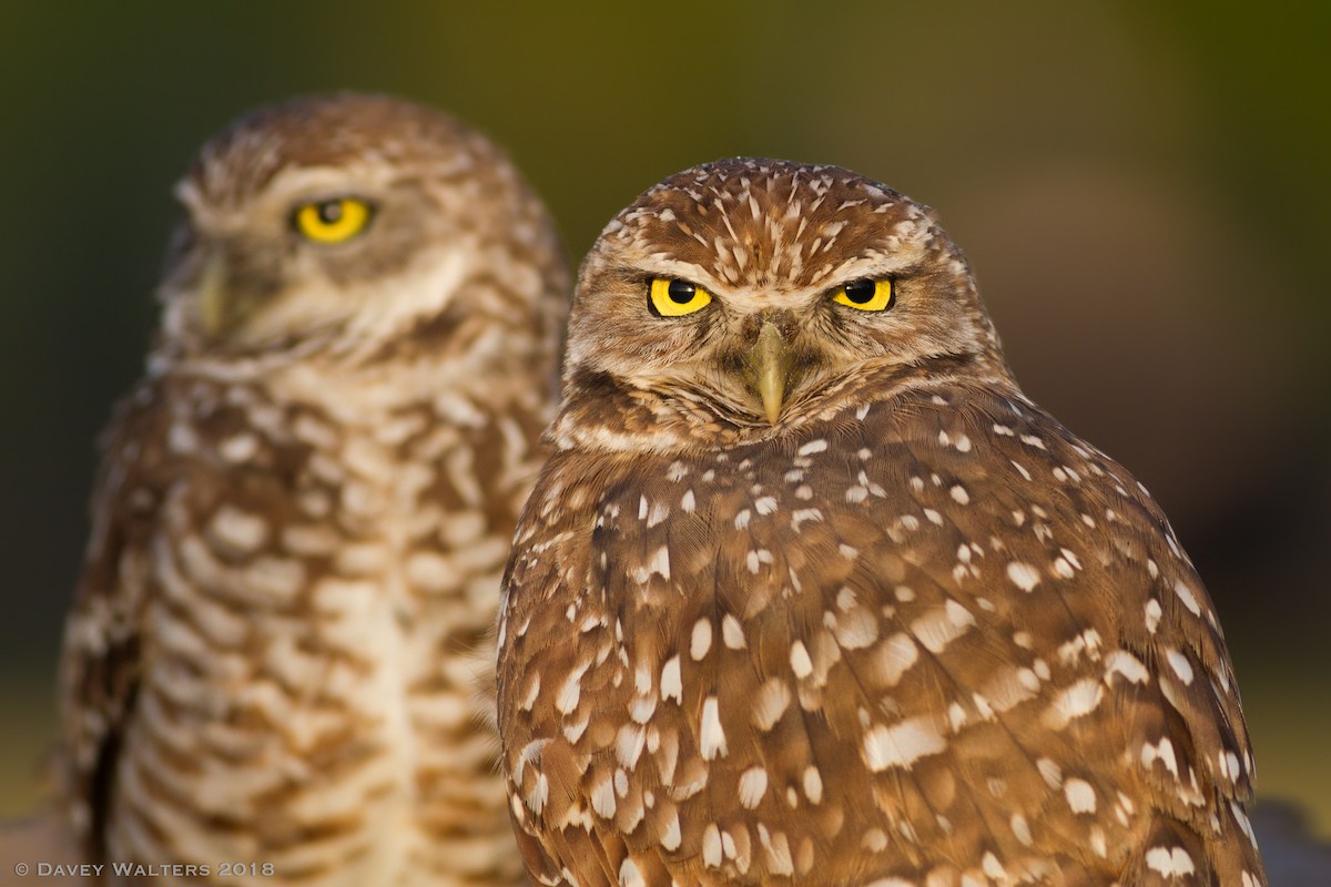 Burrowing Owl (Florida) - ML87289091