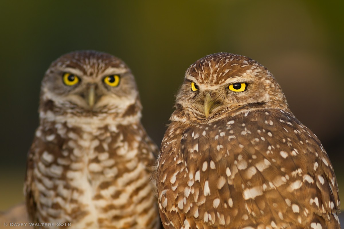 Burrowing Owl (Florida) - ML87289111