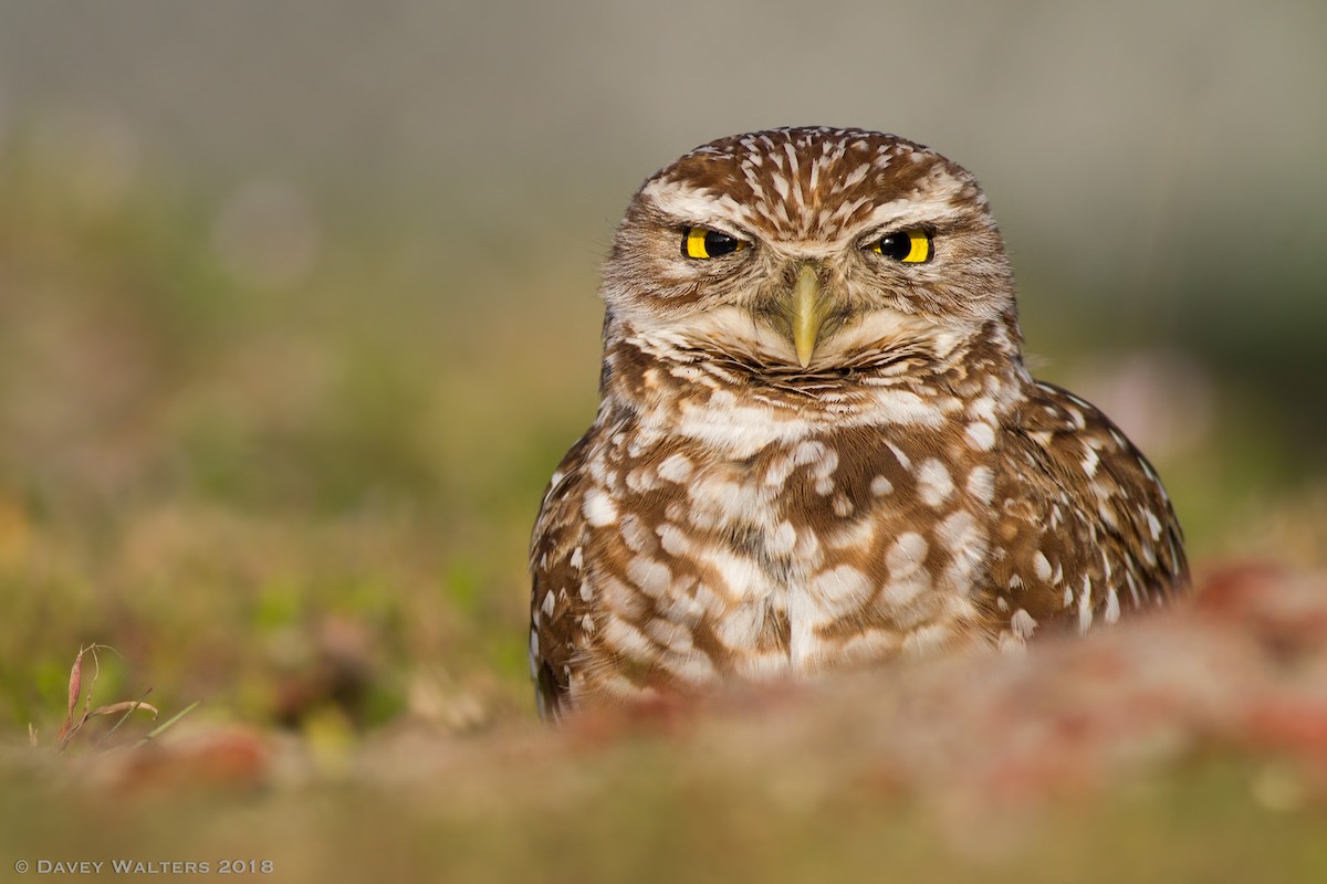 Burrowing Owl (Florida) - Davey Walters
