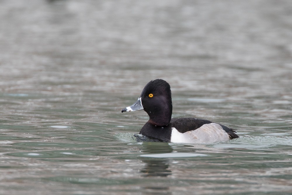 Ring-necked Duck - Brian Stahls