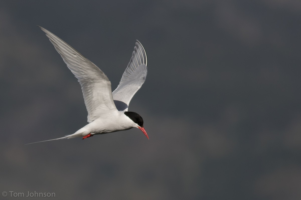South American Tern - ML87292501