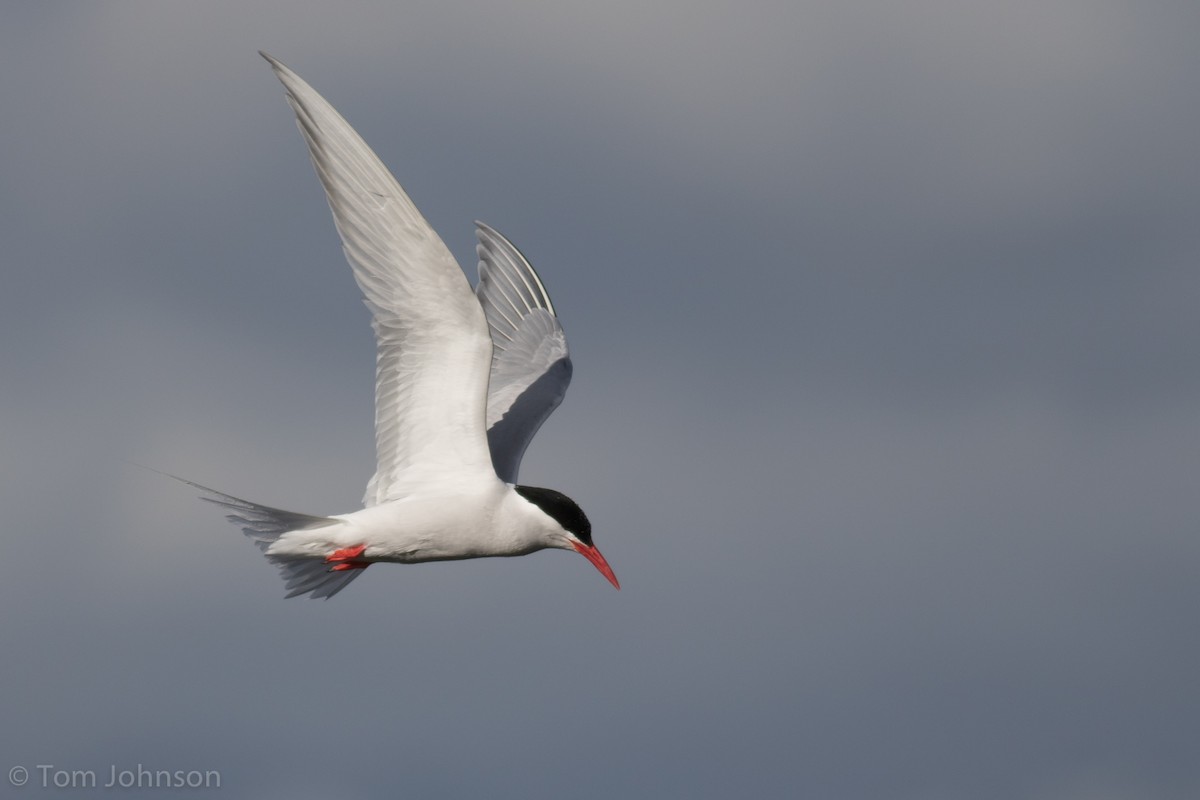 South American Tern - Tom Johnson
