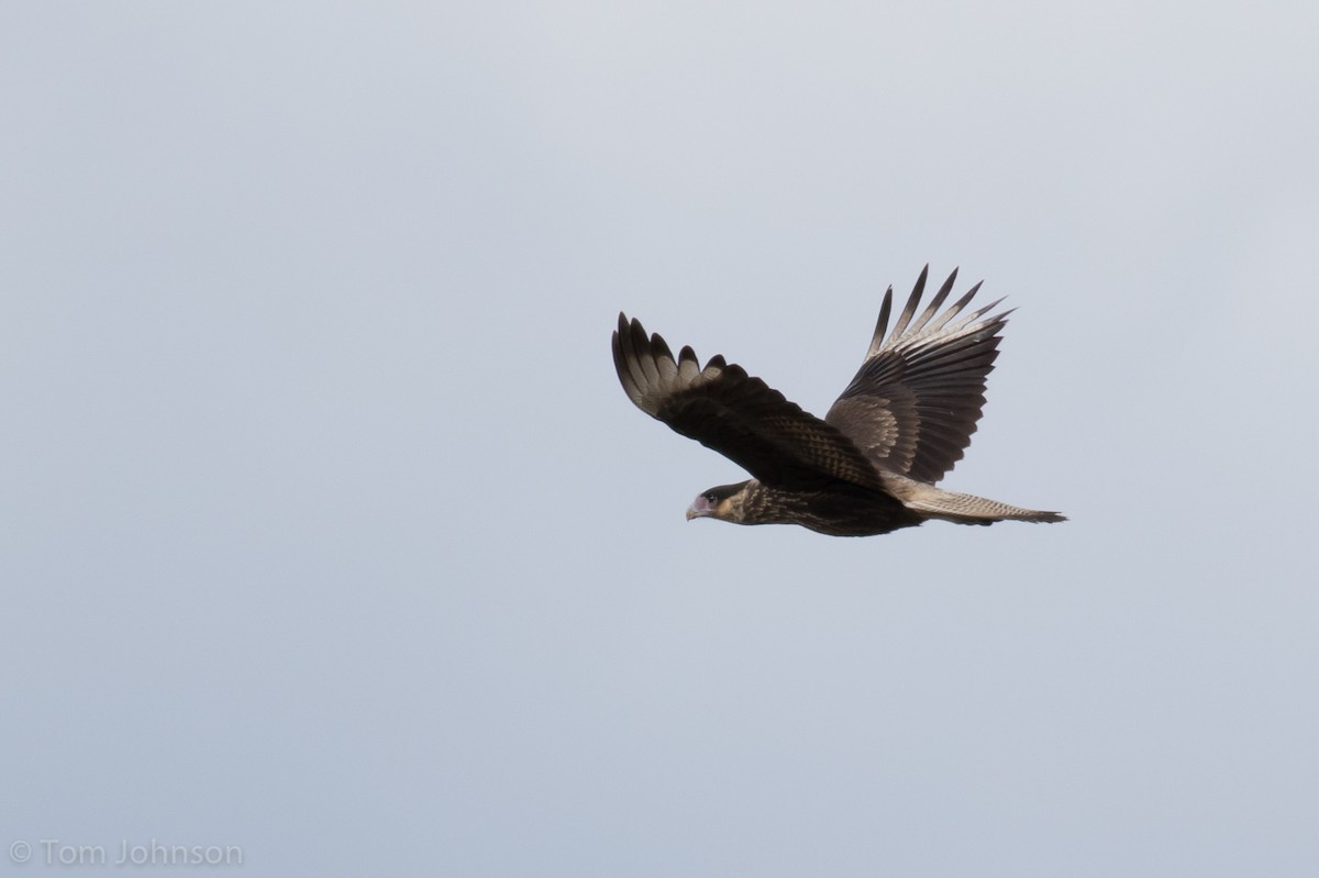 Crested Caracara (Southern) - ML87292701