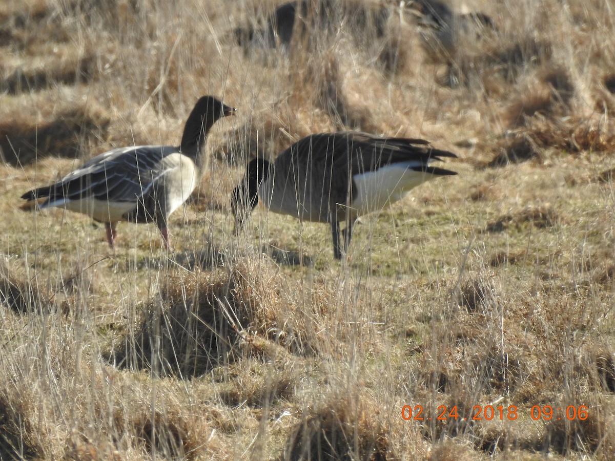 Pink-footed Goose - ML87293391