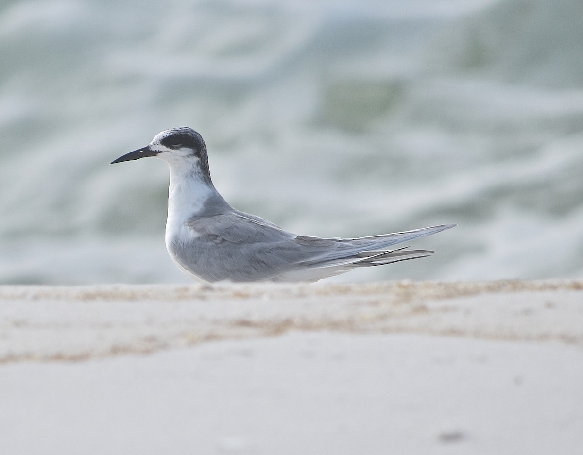 Forster's Tern - Michael Brower