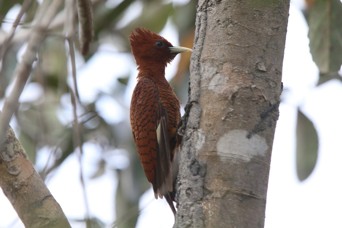 Waved Woodpecker (Scale-breasted) - ML87303961