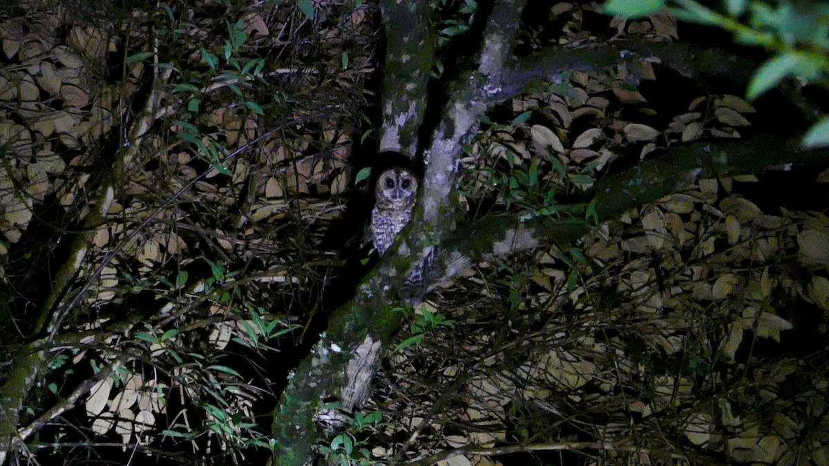 Rufous-banded Owl - William Marengo