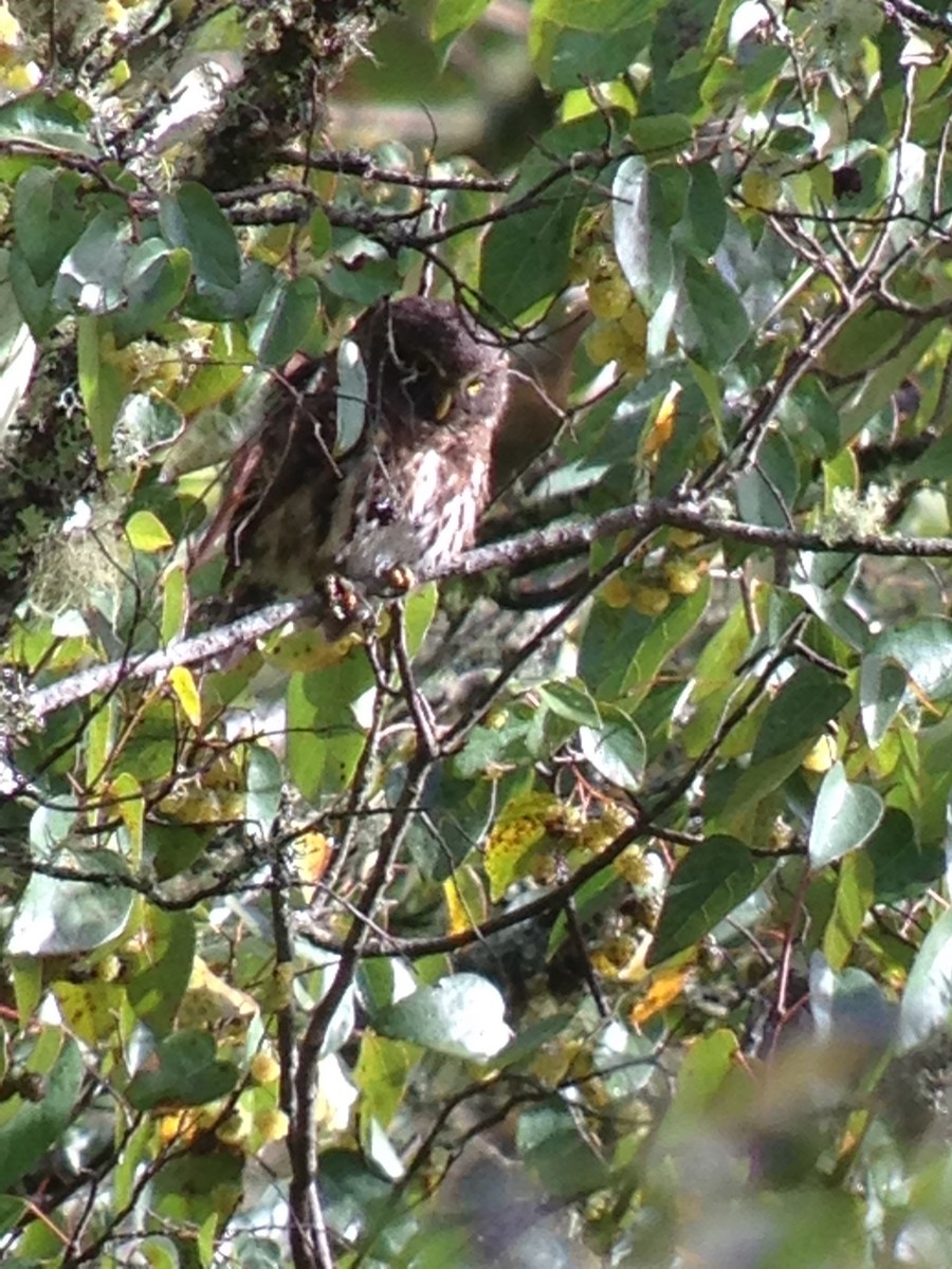 Andean Pygmy-Owl - William Marengo