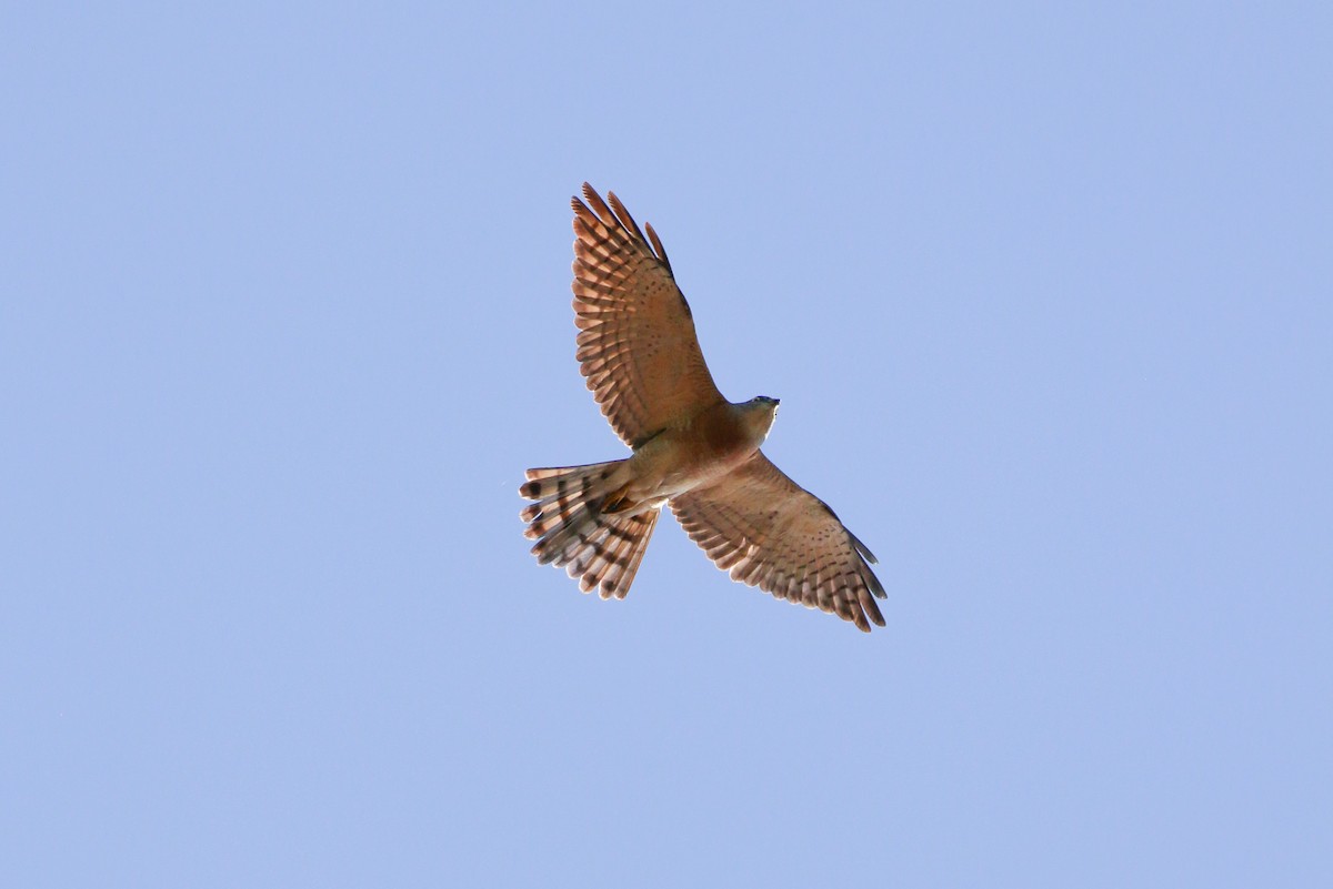 Chinese Sparrowhawk - ML87306941