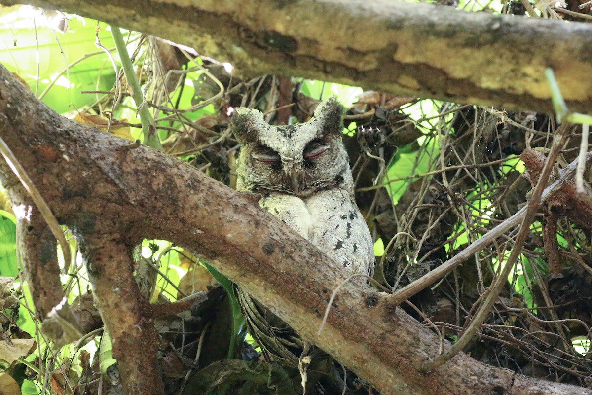 Philippine Scops-Owl - ML87306961