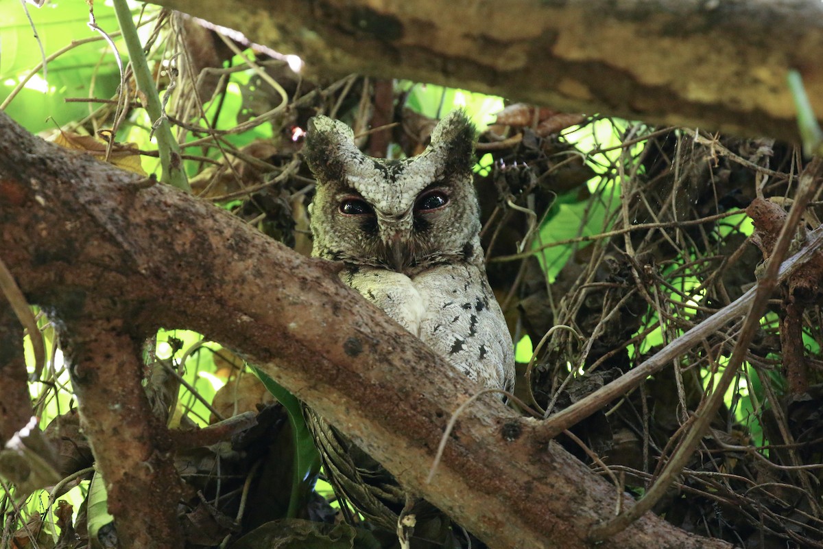 Philippine Scops-Owl - ML87307171