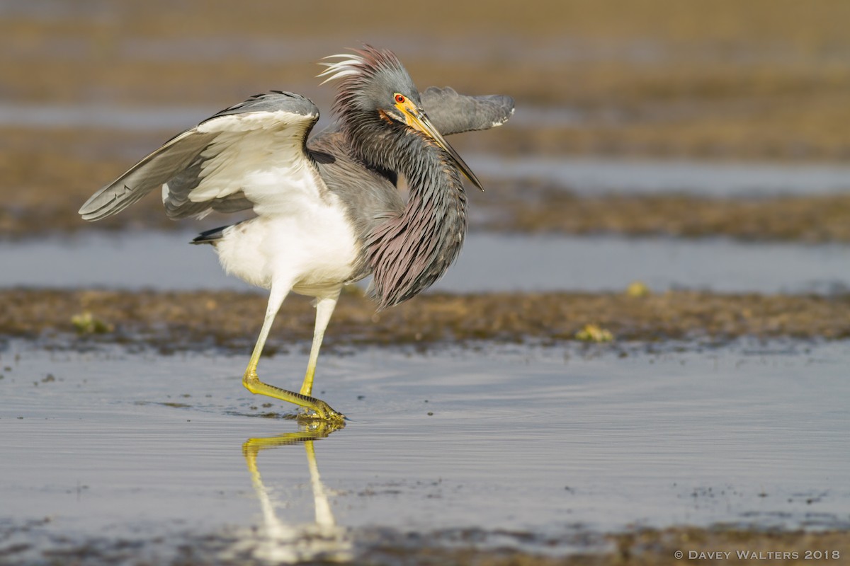 Tricolored Heron - Davey Walters