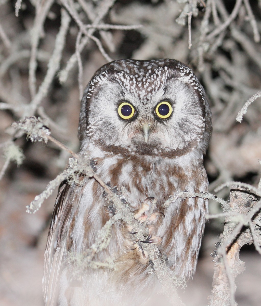 Boreal Owl - Marshall Iliff