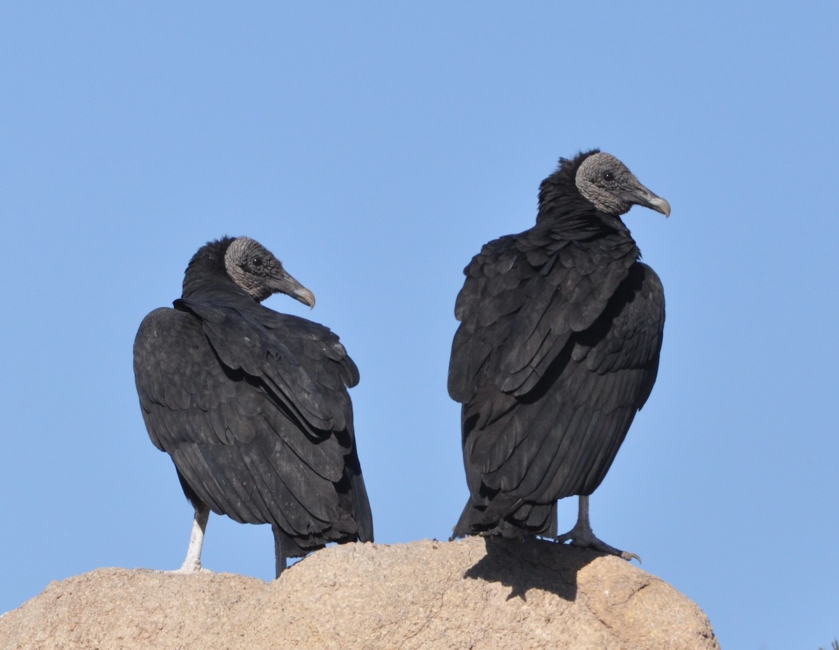 Black Vulture - David Beaudette