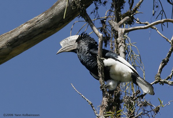 Black-and-white-casqued Hornbill - Yann Kolbeinsson