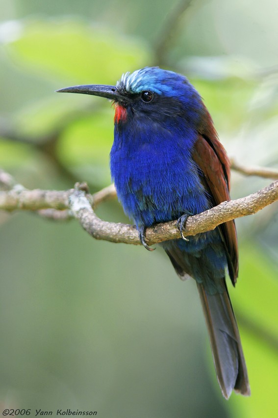 Blue-headed Bee-eater - Yann Kolbeinsson
