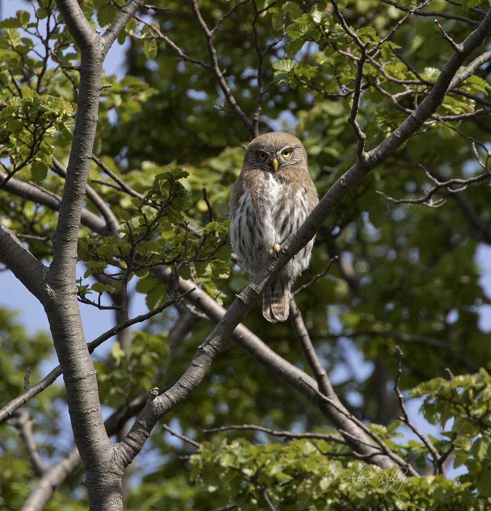 Austral Pygmy-Owl - ML87315401
