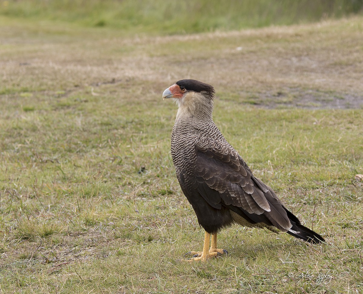 Crested Caracara (Southern) - ML87315631