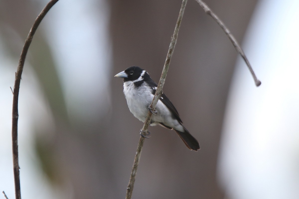 White-naped Seedeater - ML87316341