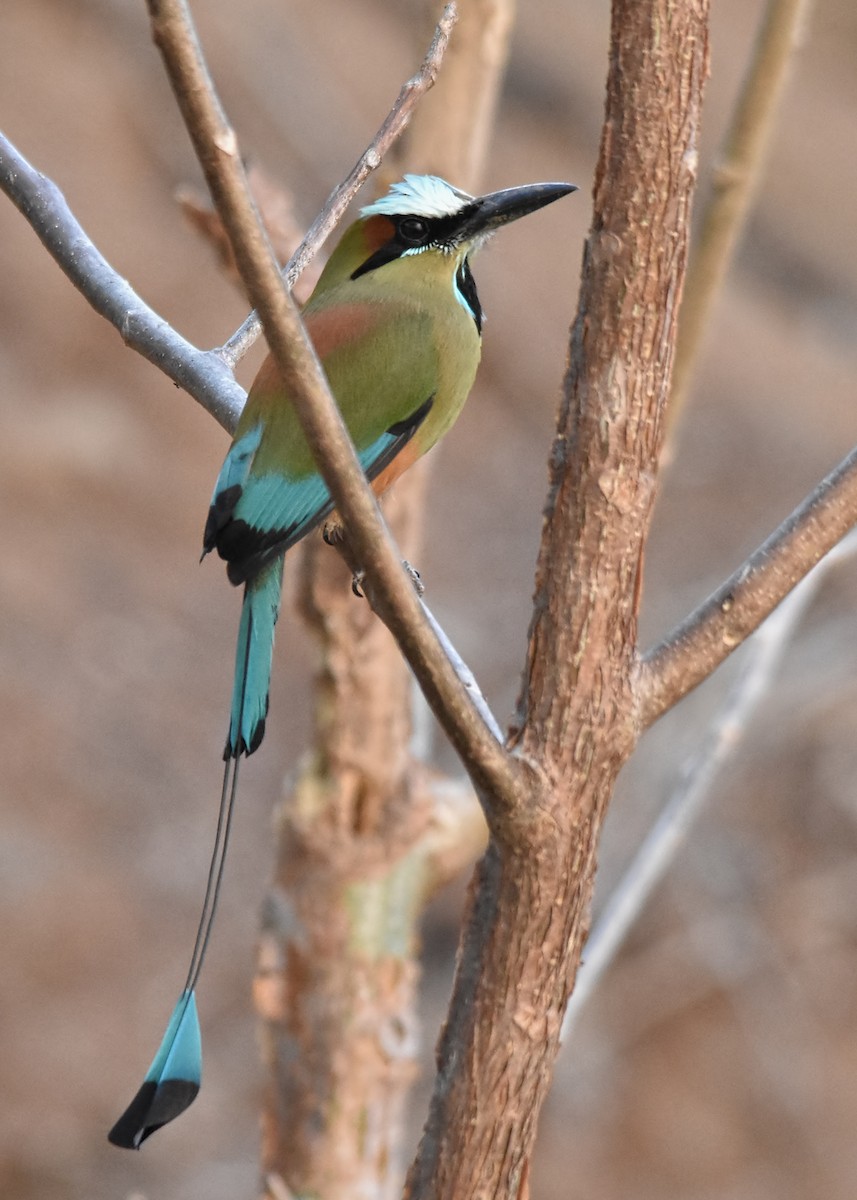 Turquoise-browed Motmot - Tracy Patterson