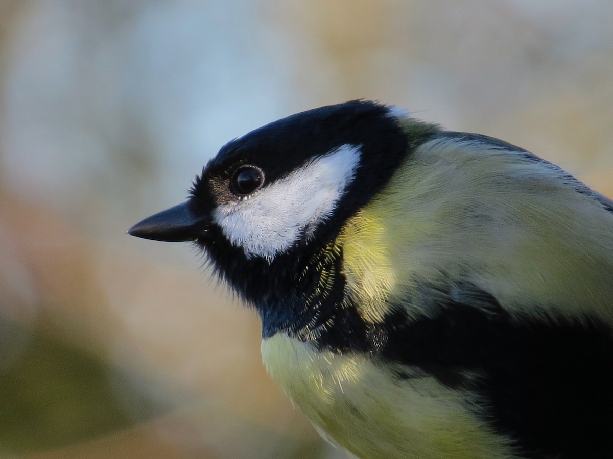 Great Tit (Great) - Isaac  Denzer