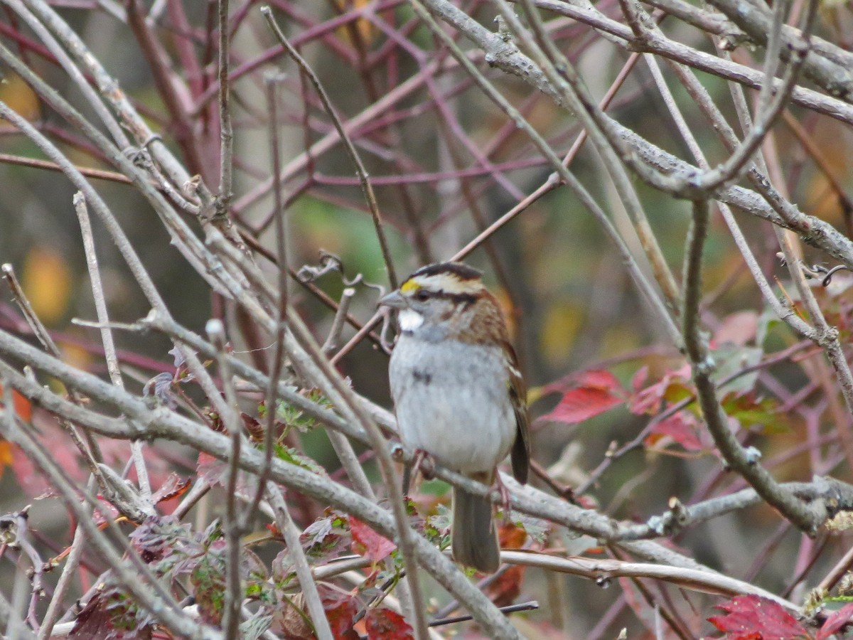 White-throated Sparrow - Brian Henderson