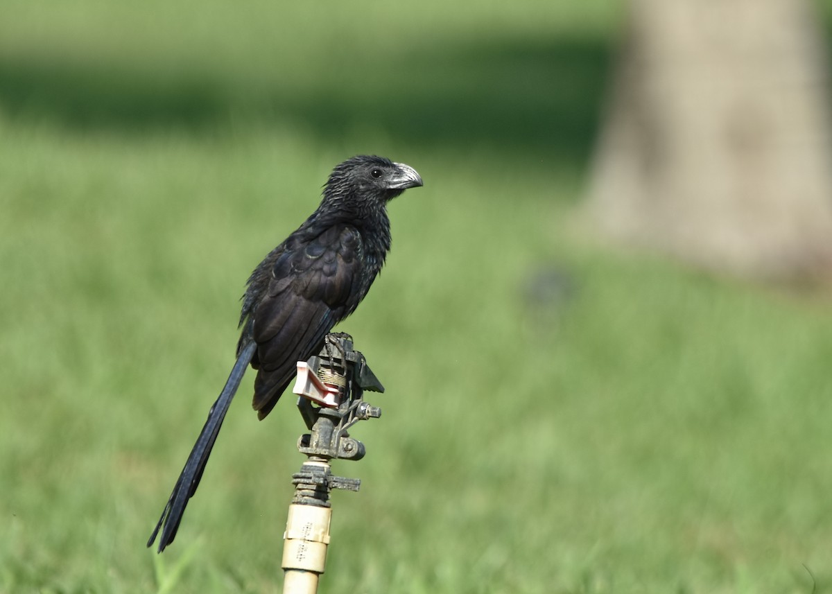 Groove-billed Ani - Tracy Patterson