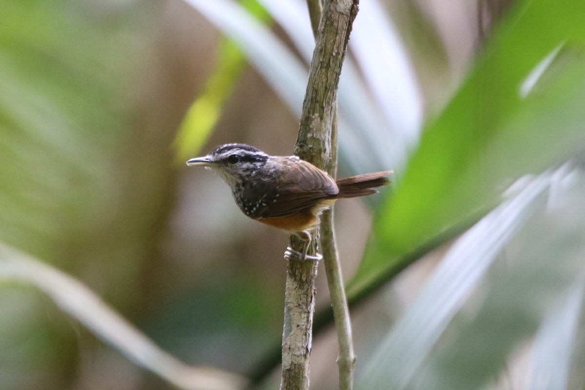 Guianan Warbling-Antbird - Ian Thompson