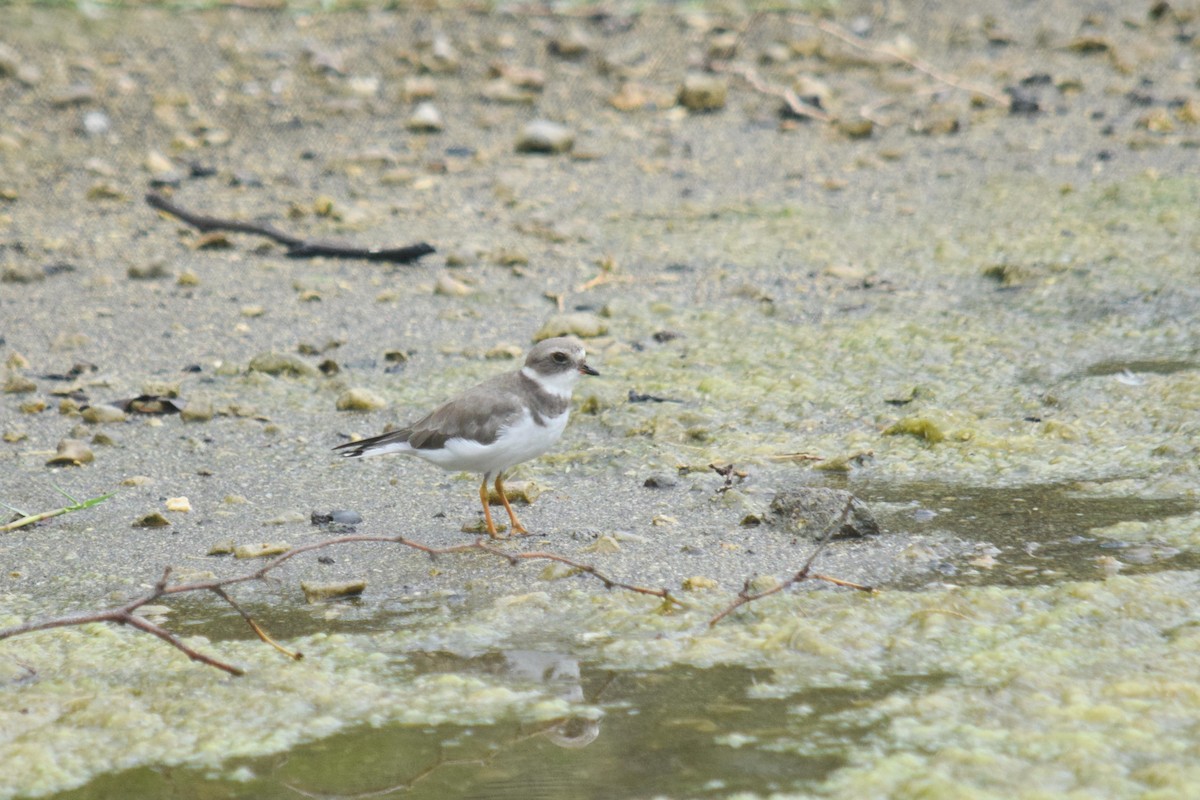 Semipalmated Plover - ML87325831