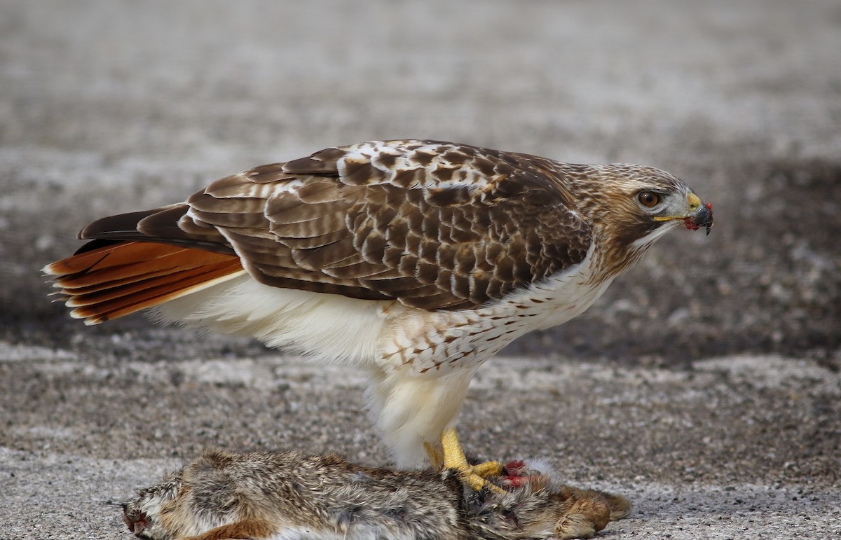Red-tailed Hawk - ML87325931