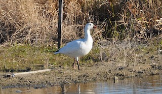 Ross's Goose, ML87326611